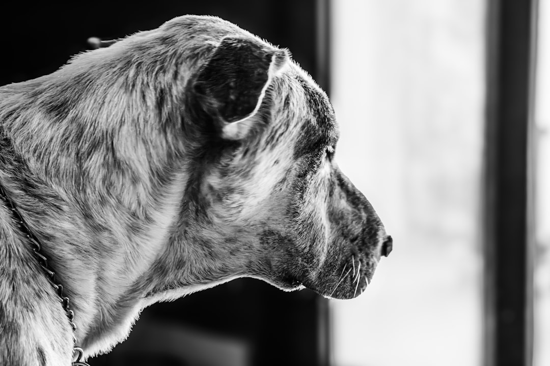 Garde Animaux Tanger : Trouvez le Pet Sitter Idéal pour Votre Compagnon