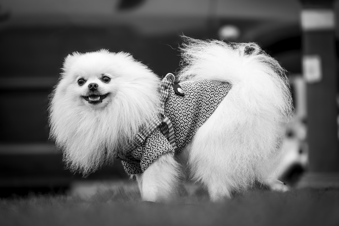 Garde Chien Weekend Maroc : L'Évasion Sereine pour Votre Compagnon
