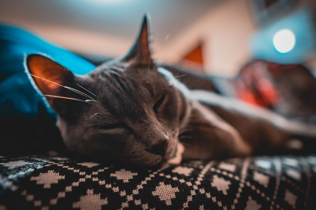 Garde Chat Vacances Maroc : Votre Félin en Toute Sérénité avec Alify