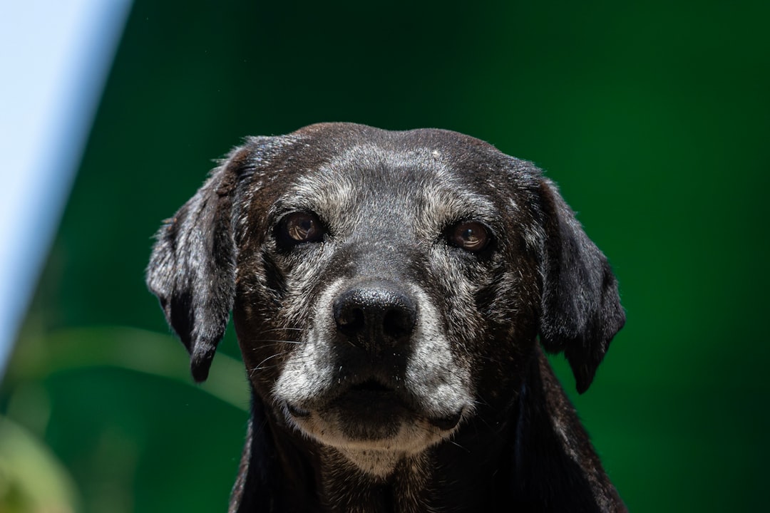 Pet Sitting Rabat : La Solution Idéale pour Vos Animaux au Maroc