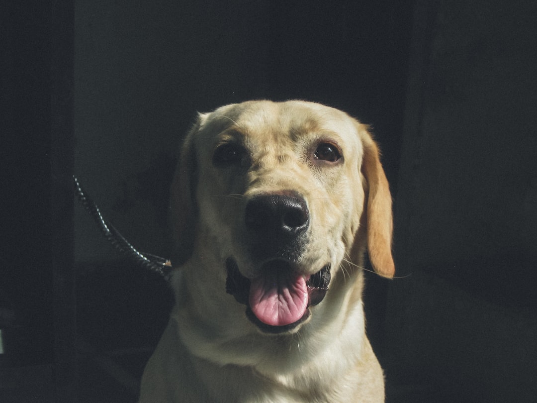Pet Sitting Casablanca : La Solution Idéale pour Vos Compagnons