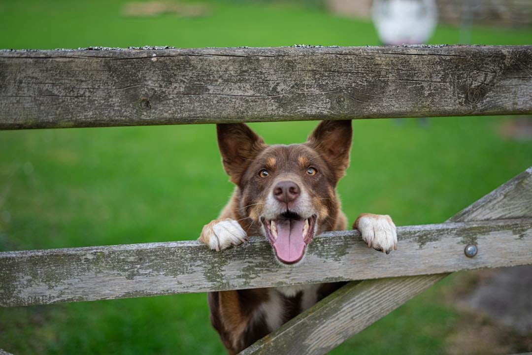Pension Chien Agadir : Le Guide Ultime pour une Garde Sereine