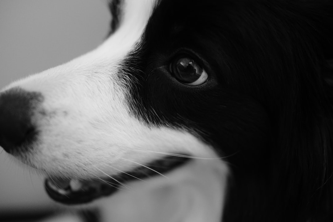 Votre Chien Mérite le Meilleur : Trouvez la Pension Idéale à Fès