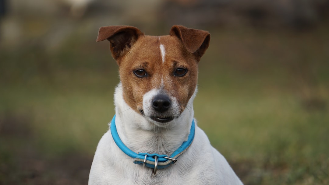 Pet Sitting Fès : La Solution Idéale pour Vos Compagnons à Quatre Pattes