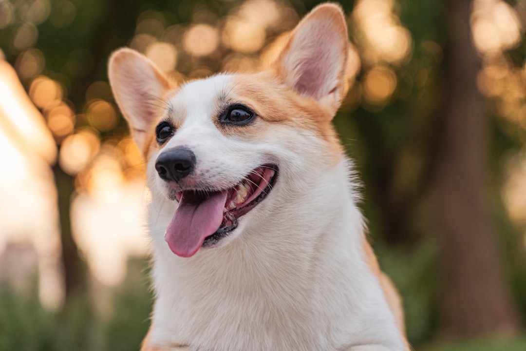Trouver un <strong>Pet Sitter de Confiance au Maroc</strong> : Le Guide Ultime Alify
