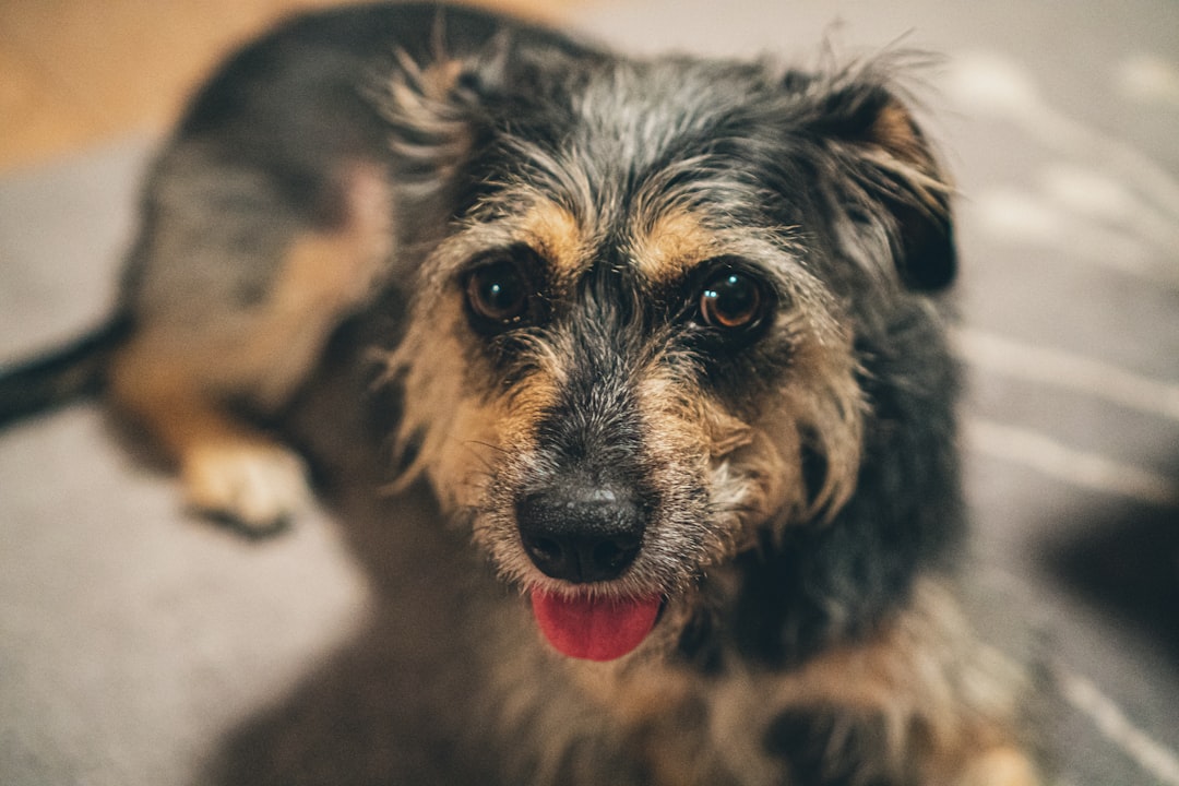 Promenades de Chiens à Rabat : Trouvez le Compagnon Idéal pour Votre Fidèle Ami