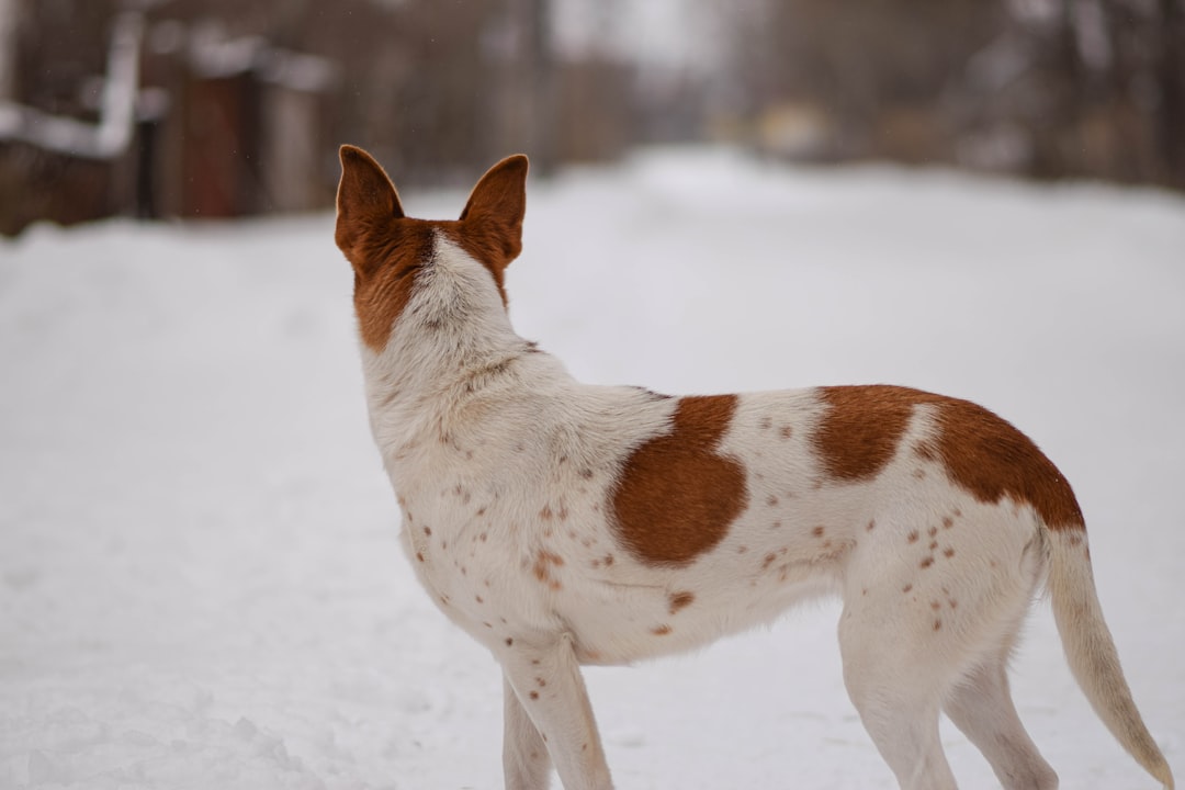 Dog Walking Maroc : La Solution Idéale pour Votre Compagnon Heureux