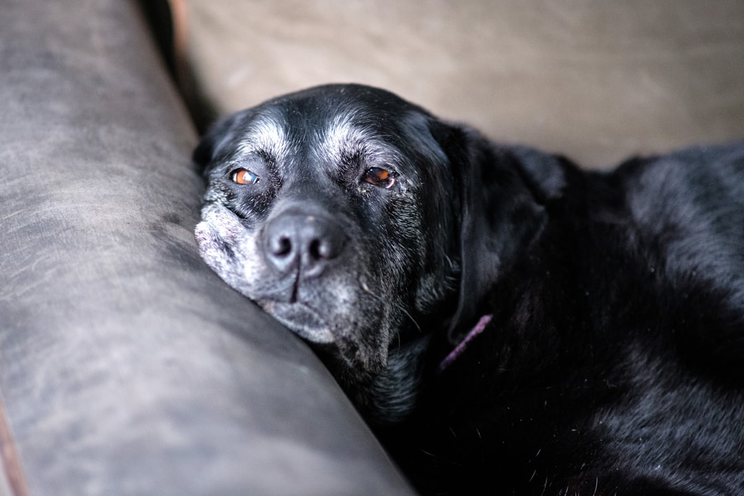 Trouver un Promeneur de Chien à Casablanca : Le Guide Ultime Alify