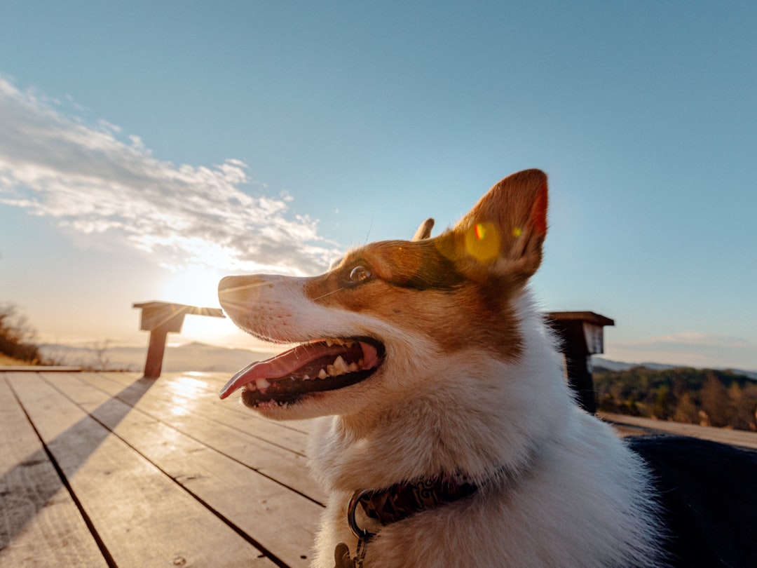 Trouver le Meilleur Dog Walker Rabat : Votre Guide Ultime