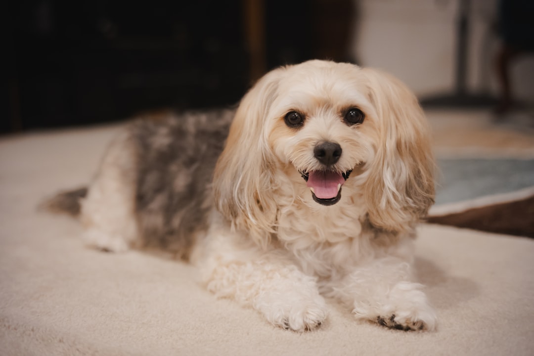 Alimentation Saine pour Chiens au Maroc : Le Guide Essentiel pour une Vie Heureuse