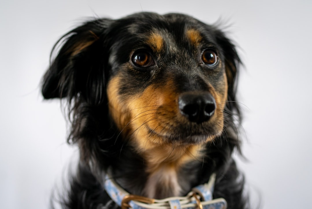 Comment préparer son chien pour les vacances : Le guide complet Alify