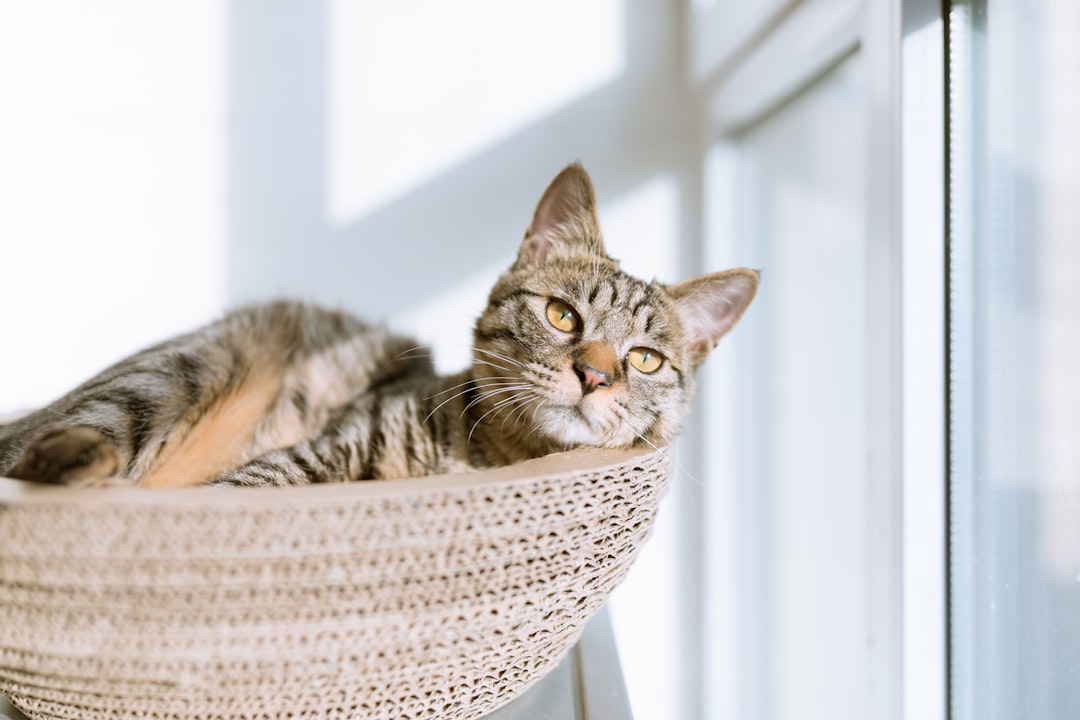 Comment préparer son chat pour les vacances : Le guide ultime Alify