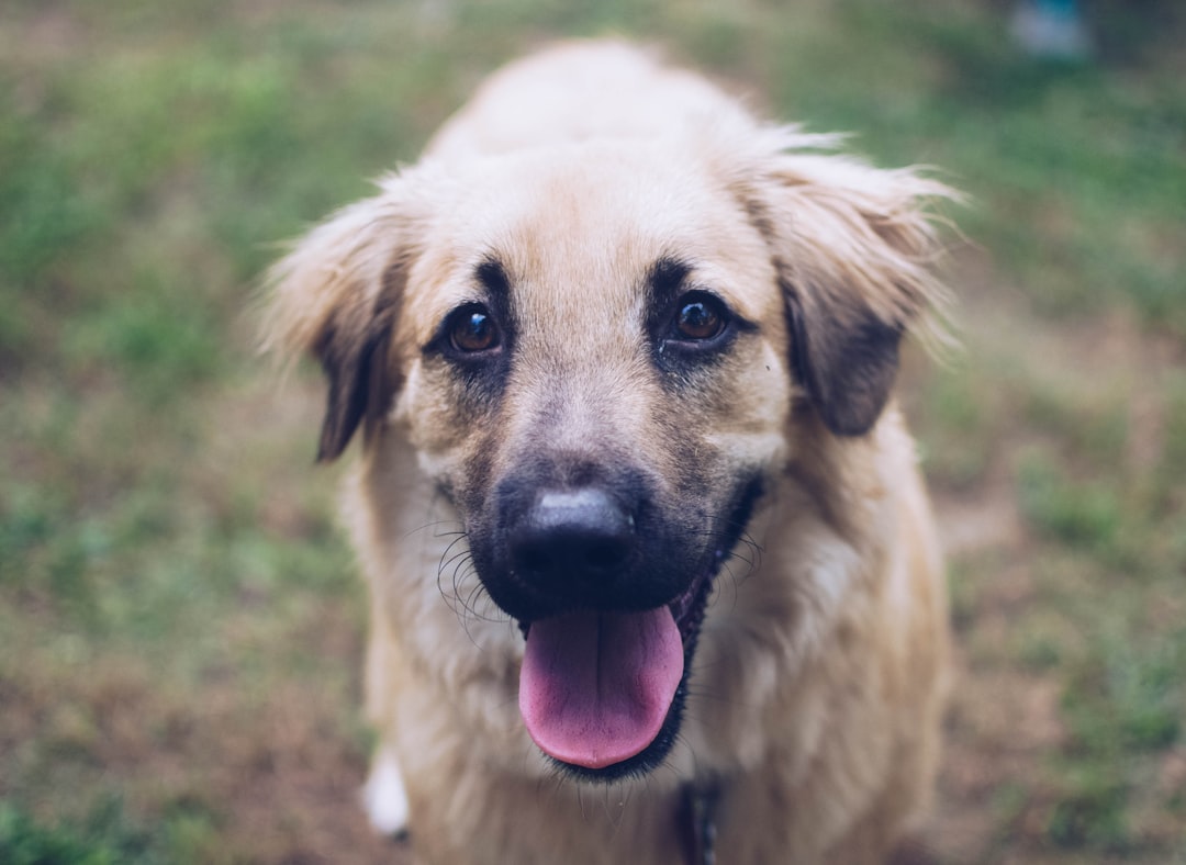 Santé Animaux Maroc : Guide Ultime pour un Compagnon Heureux