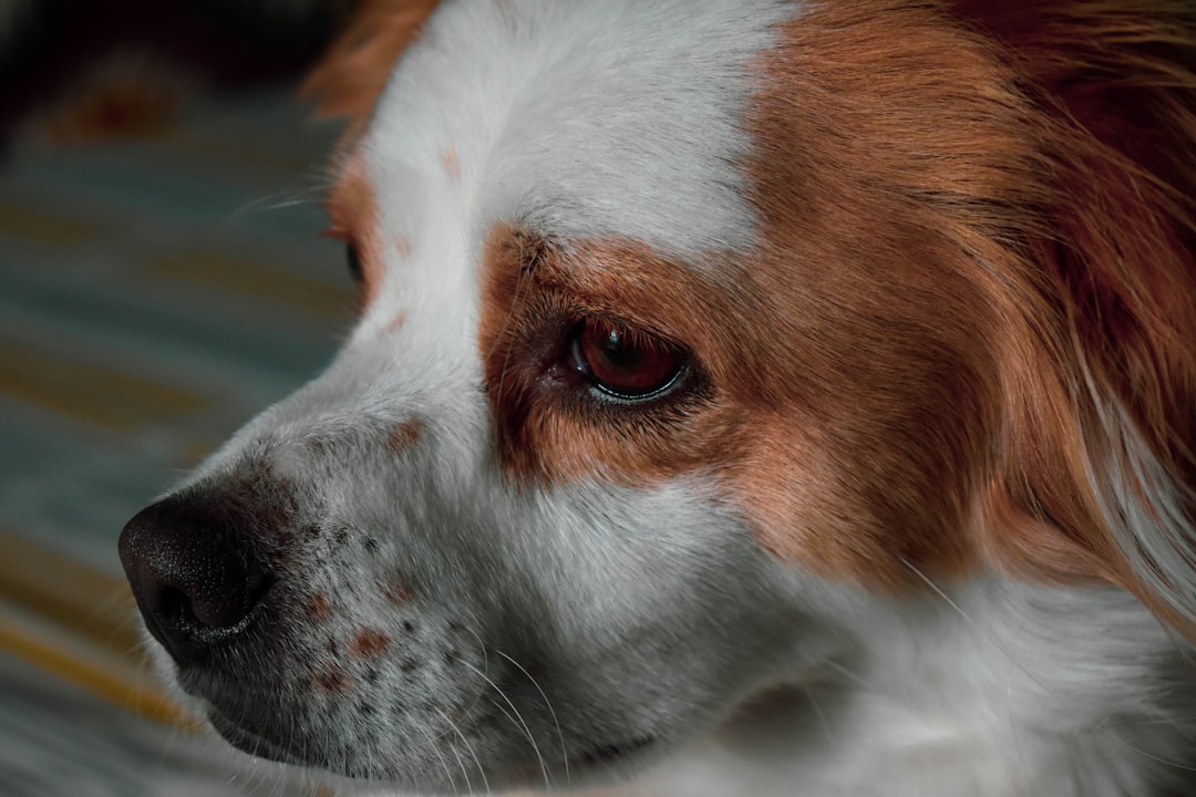 Les Races de Chiens Populaires au Maroc : Votre Guide Complet