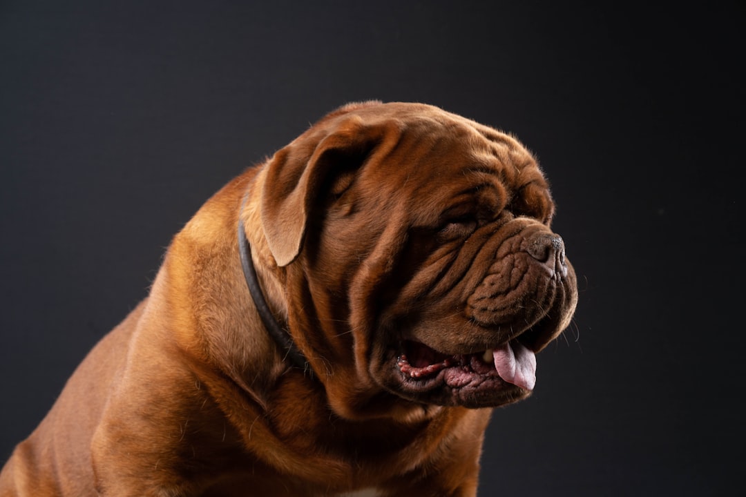 Pourquoi Utiliser Alify pour Garder Son Animal : La Solution Sérénité au Maroc