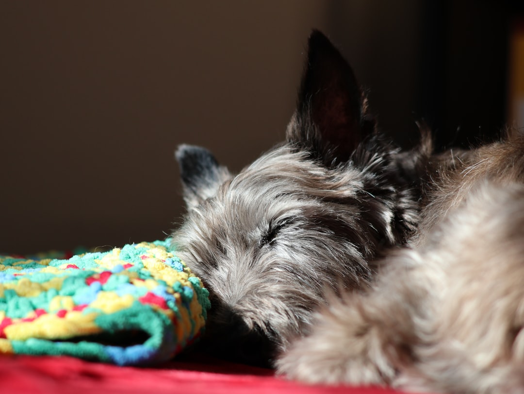 Alify Maroc : Votre Guide Complet pour une Garde d'Animaux Sereine