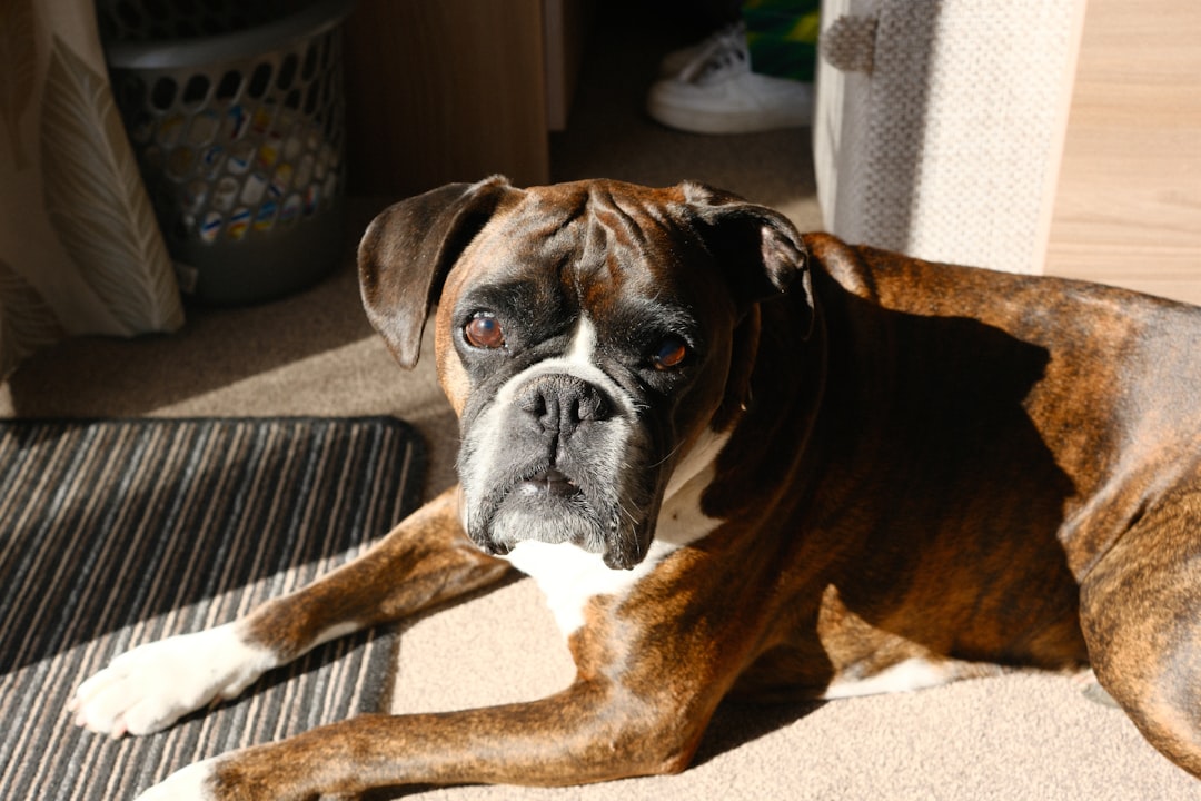 Trouvez les Meilleurs Caregivers Animaux au Maroc avec Alify