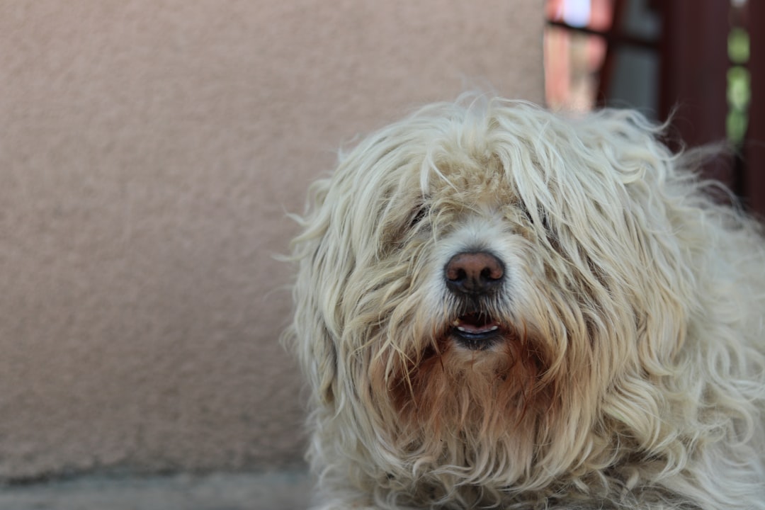Réserver un Pet Sitter sur Alify : La Solution Sérénité pour Vos Animaux