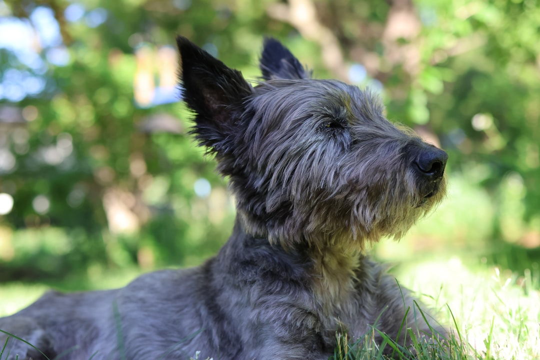 Recrutement Pet Sitter Alify : Lancez Votre Carrière Passionnante au Maroc