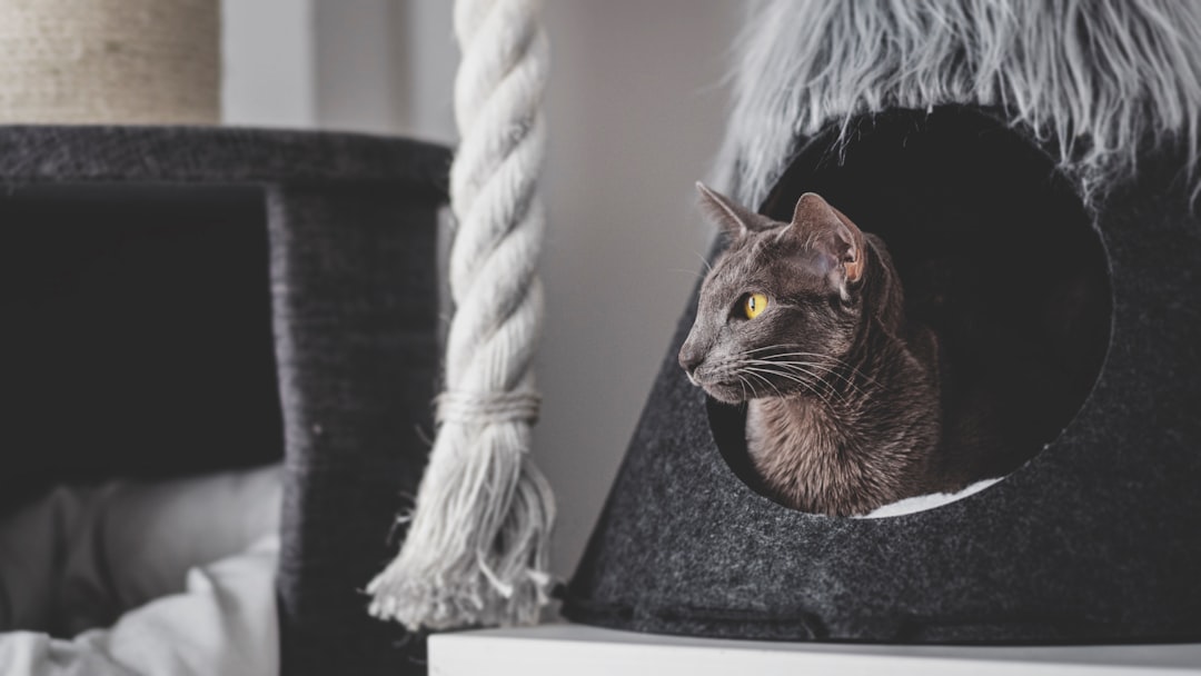 Pension pour Chats au Maroc : Votre Guide Complet pour des Vacances Sereines
