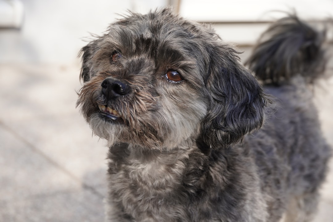 Pension Chien Tanger : La Solution Idéale pour Votre Compagnon Fidèle
