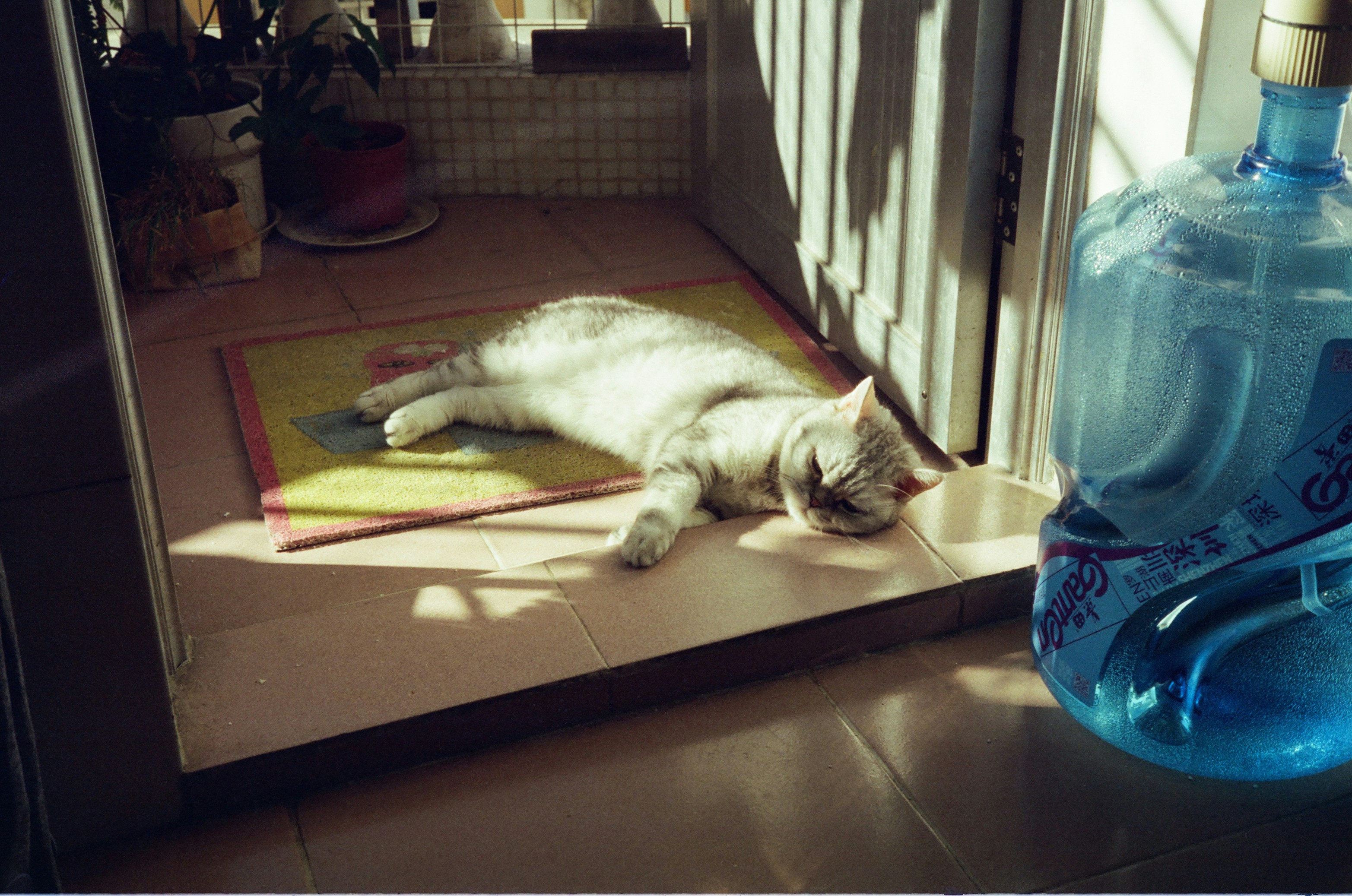 Pet sitter à Casablanca : comment trouver une garde de confiance ?