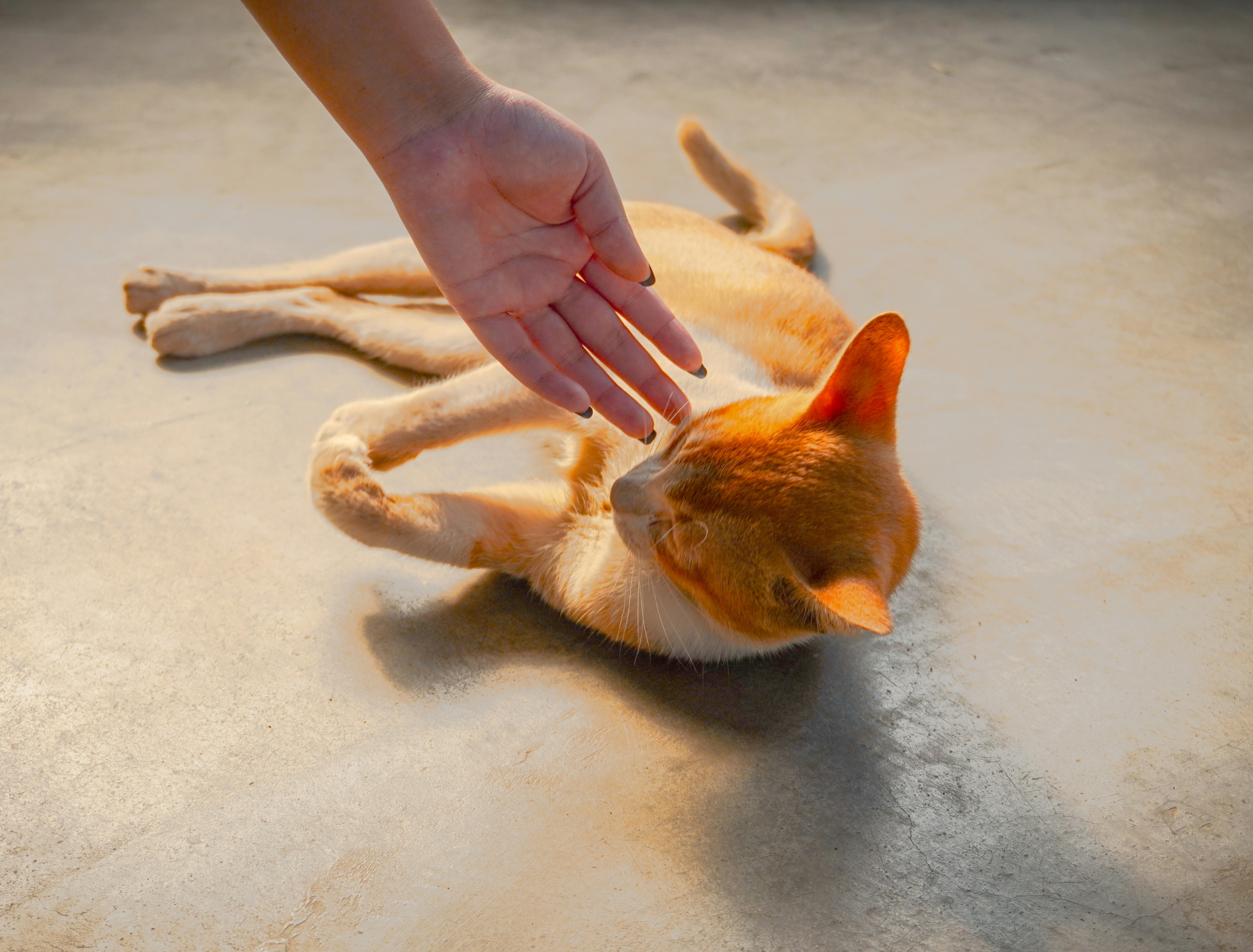 Garde de chat pendant les vacances : quelles solutions au Maroc ?