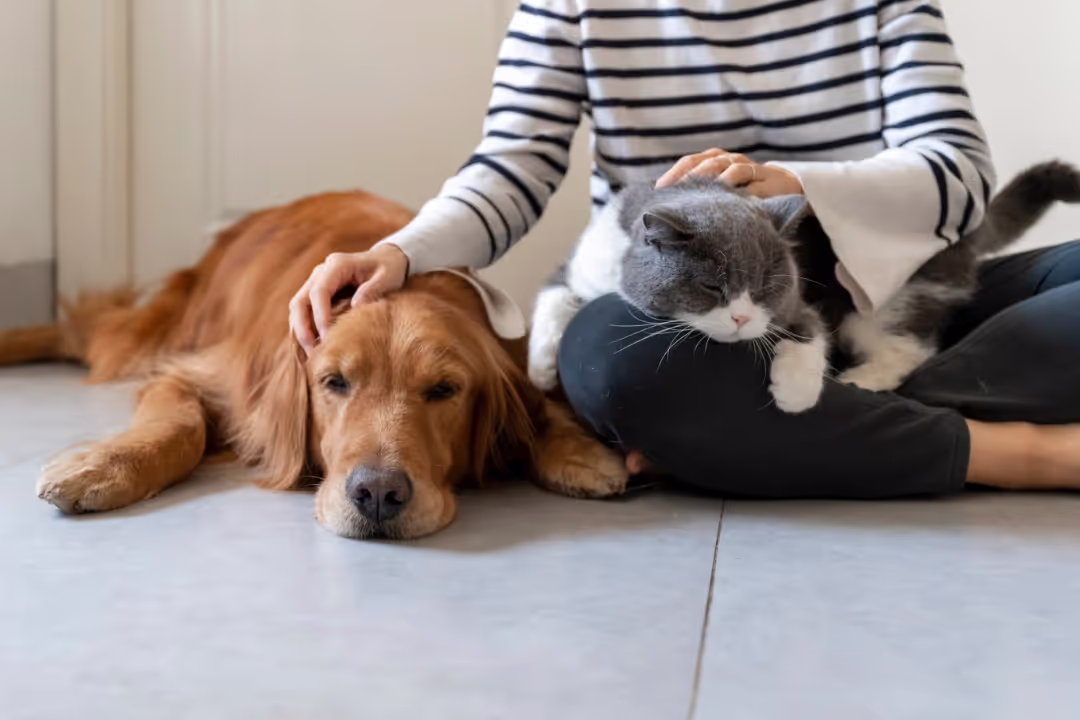 Comment trouver un pet sitter fiable au Maroc ?