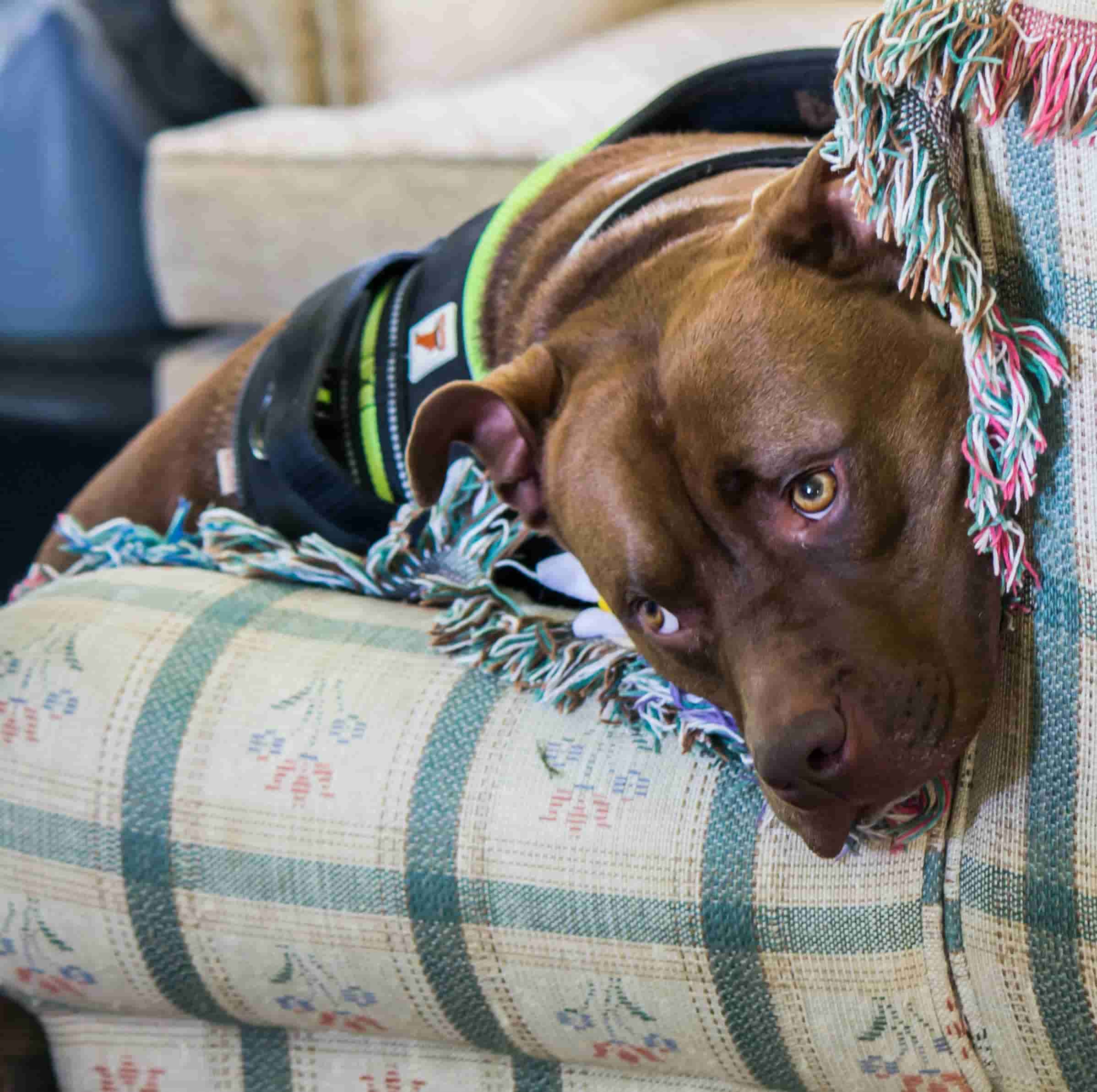 Mon chien s’ennuie à la maison: 10 signes à reconnaître et solutions à essayer