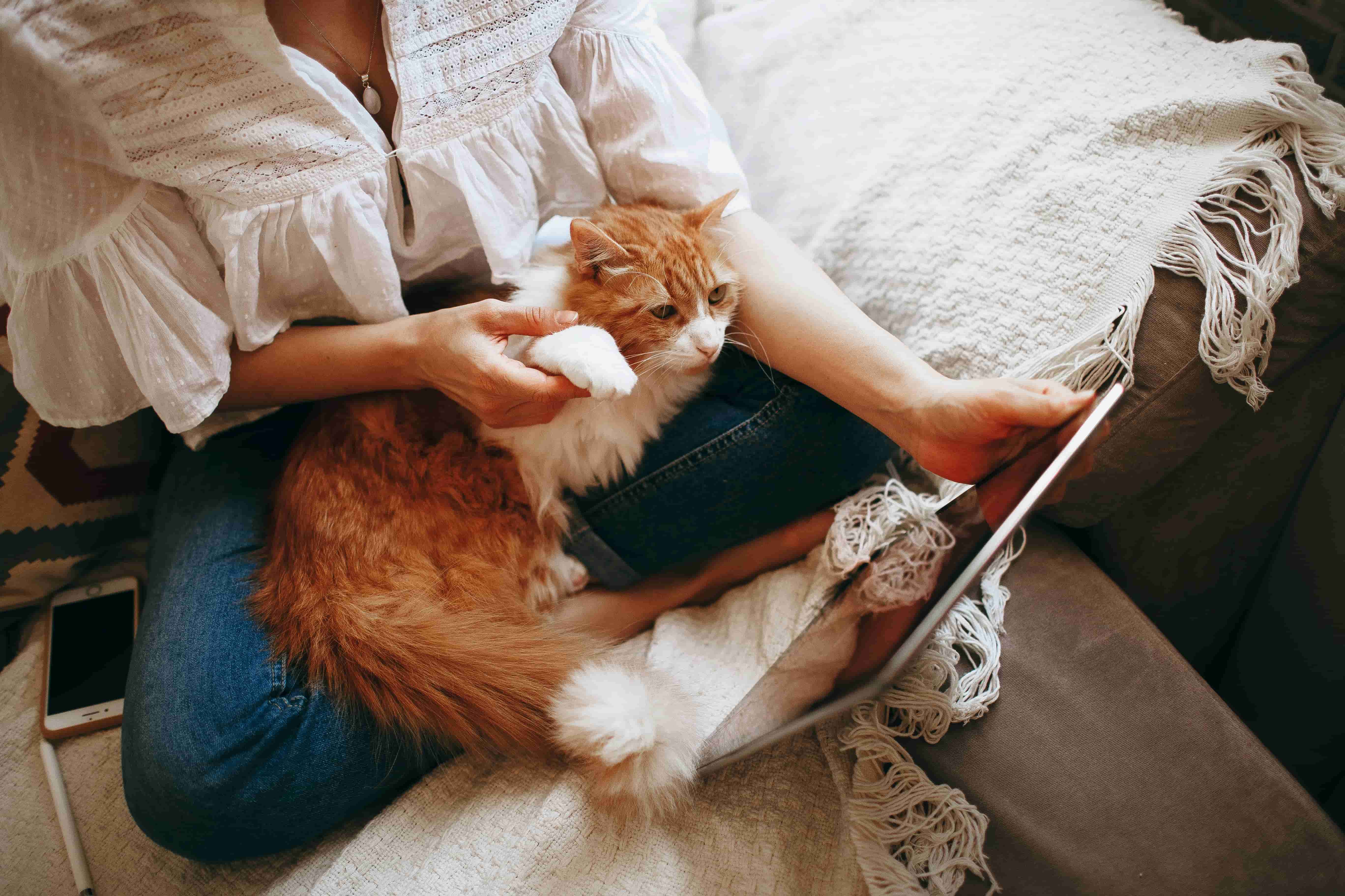 Combien coûte un pet sitter au Maroc? Guide des prix pour la garde d’animaux