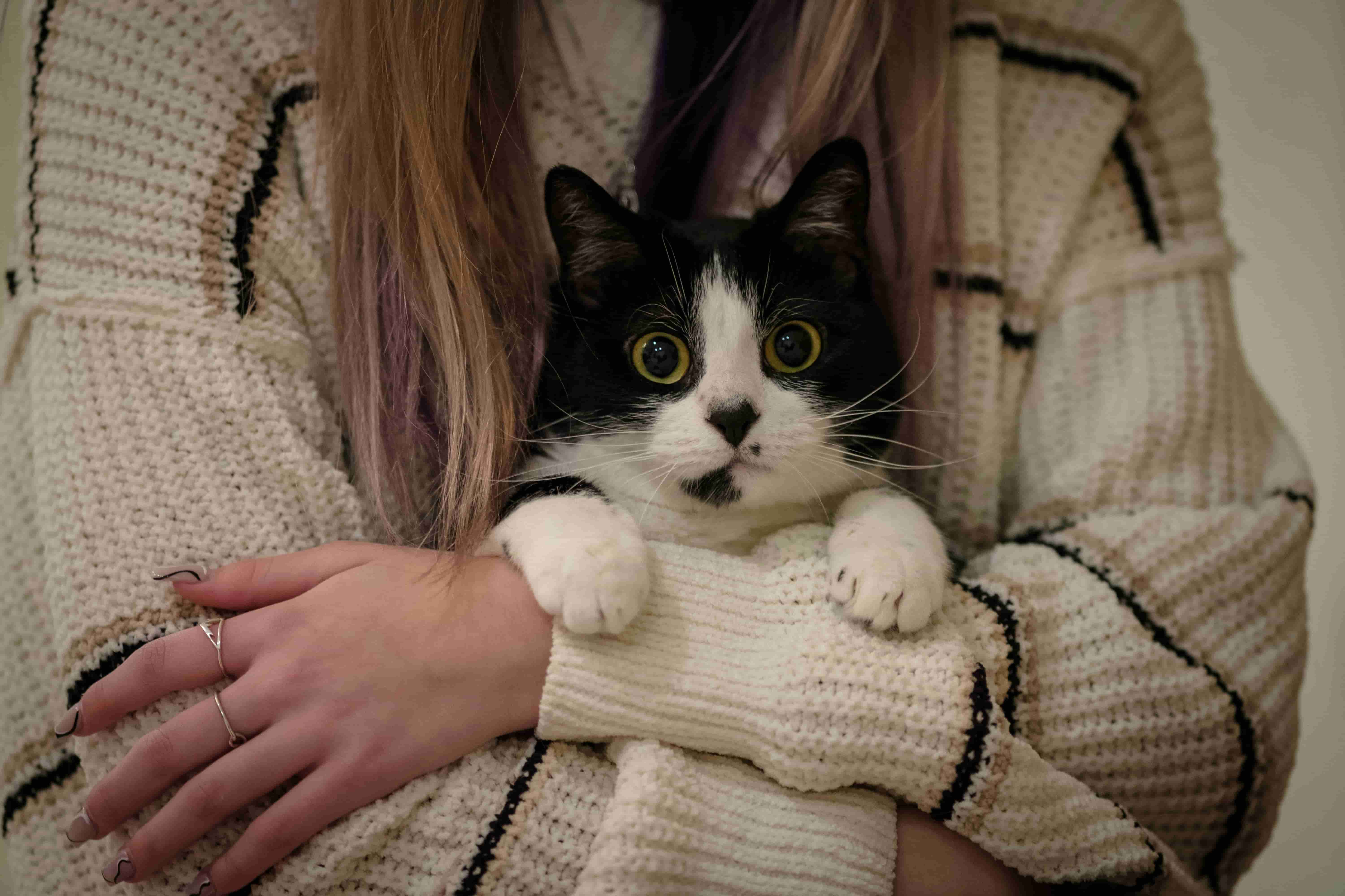 Comment trouver un pet sitter près de chez vous au Maroc?